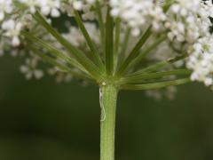 inflorescence, detail